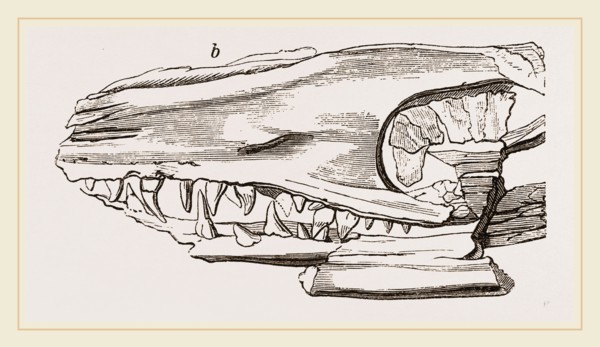 Head of Sommering's Geosaurus