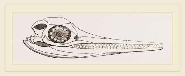 Upper Skull of Ichthyosaurus