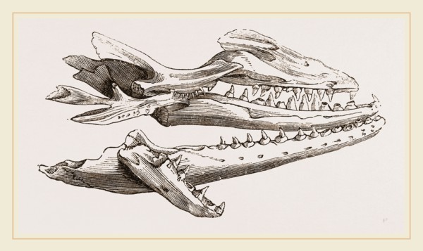 Head of Camper's Mosasaurus