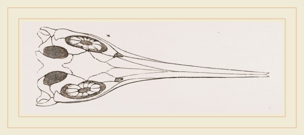 Upper Skull of Ichthyosaurus
