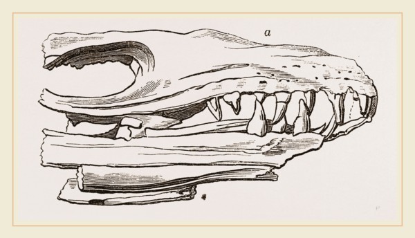 Head of Sommering's Geosaurus