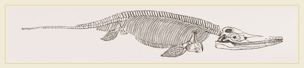 Ichthyosaurus