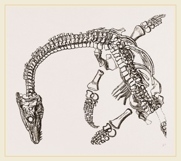 Plesiosaurus as imbedded