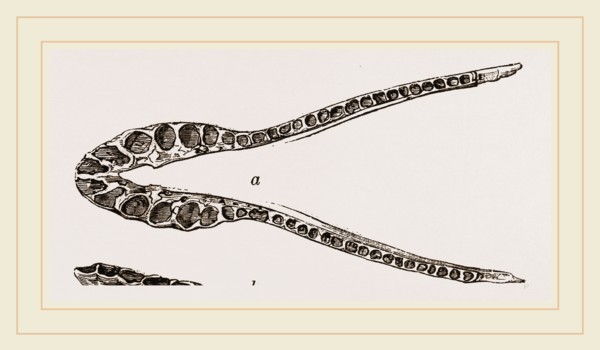 Lower Jaw of Plesiosaurus