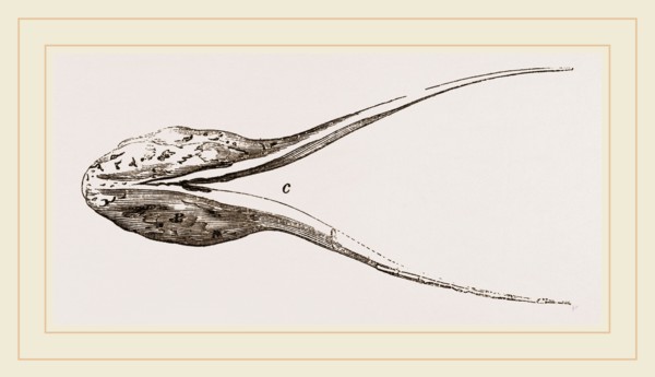 Lower Jaw of Plesiosaurus