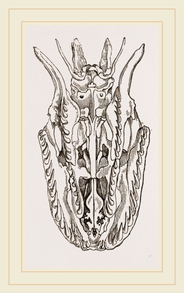 Skull of Python