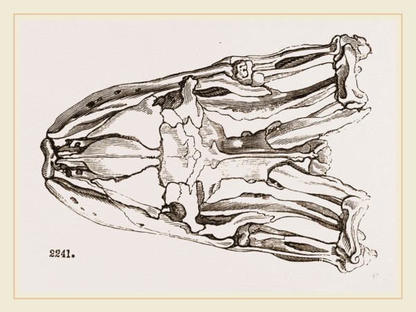 Skull of Python