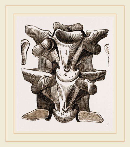 Vertebrre of Boa