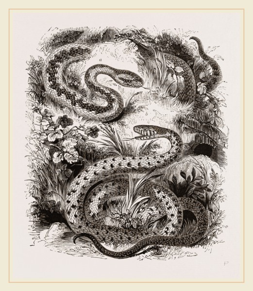Common Adder and Ringed Snake