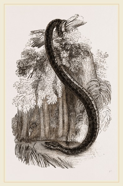 Anaconda