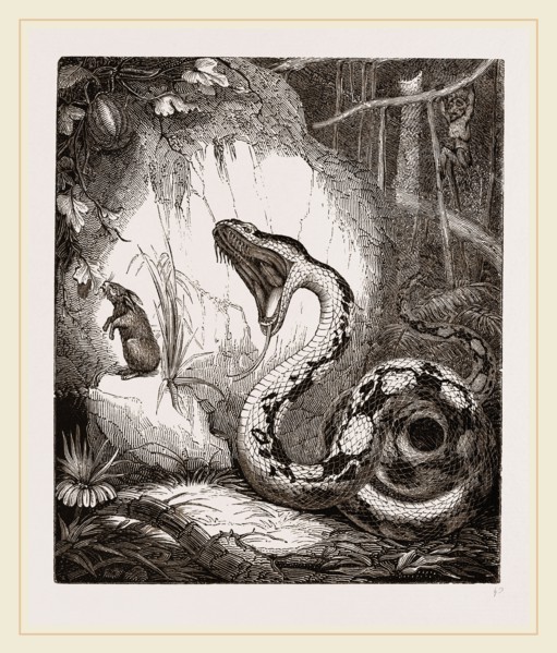 Boa Constrictor