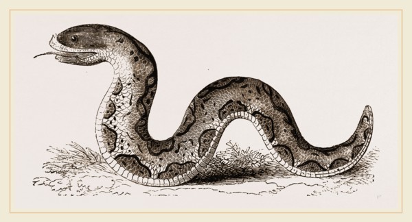 El Effah  Viper
