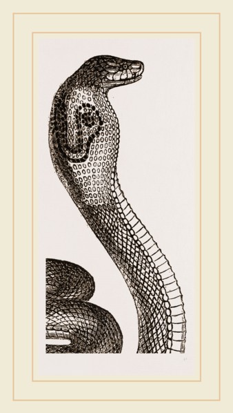 Indian Naja