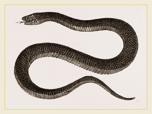 Lesson's Acanthophis