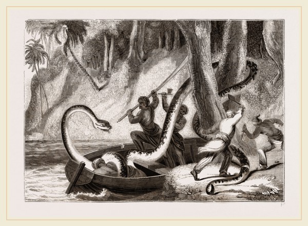 Boa attacking a sleeping lasear