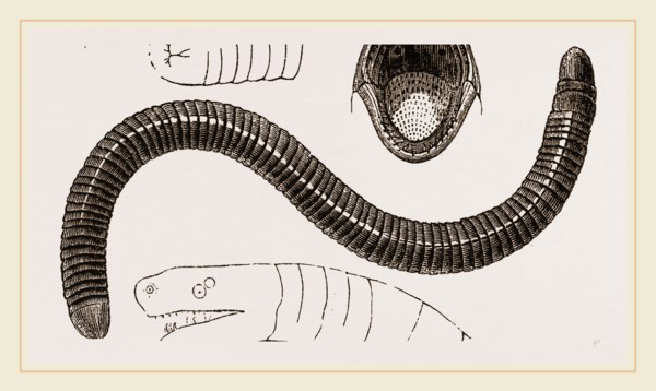 Ringed Caecilia