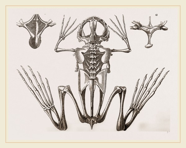 Skeleton of Cape Dactylaethra