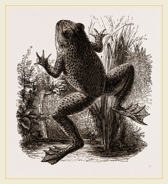 Bull-Frog