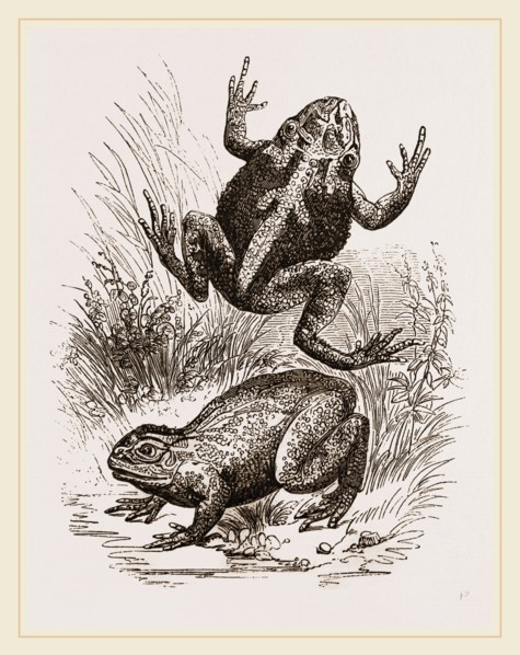 Painted Frogs