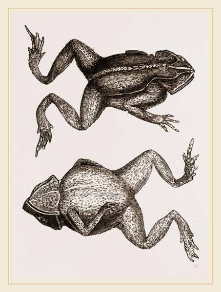 Mitred Toad