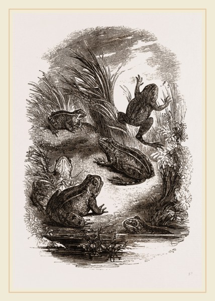 Water-Frogs