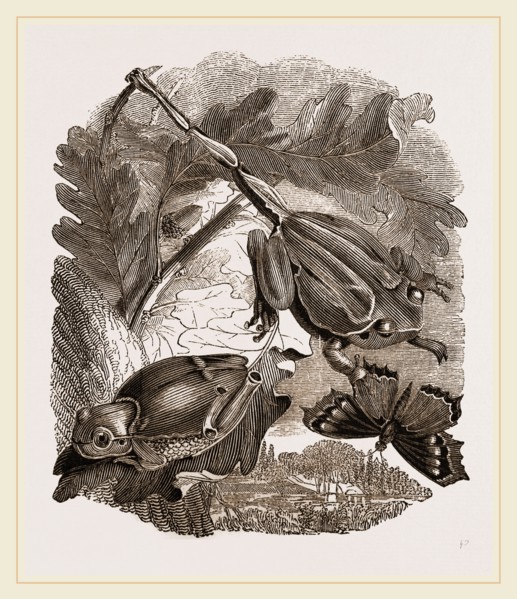 Green Tree-Frogs