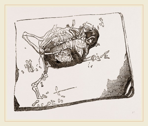 Gessner's Fossil Toad