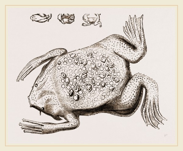 Surinam Toad