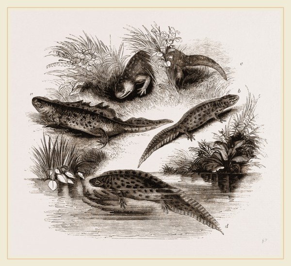 British Water Newts