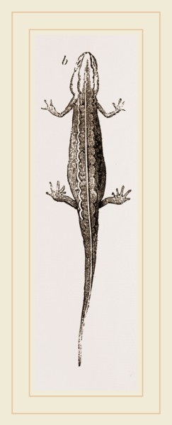 Common Smooth Newts