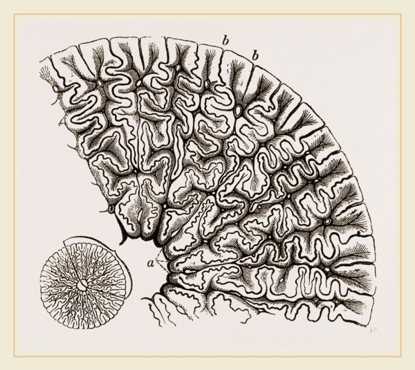 Tooth of Labyrinthodon