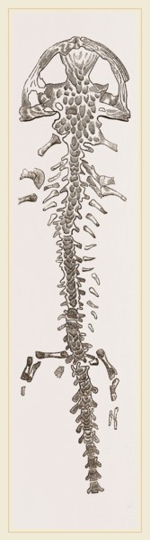 Great Fossil Salamander