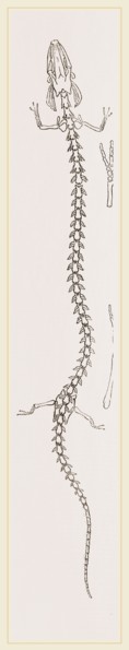 Skeleton of Proteus