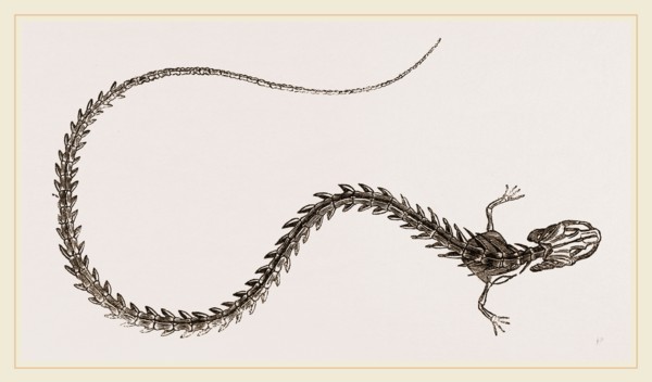 Skeleton of Striated Siren
