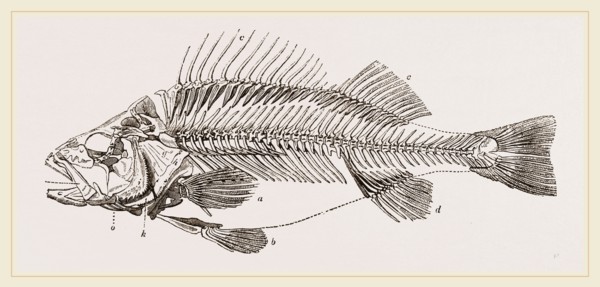 Slieleton of Perch