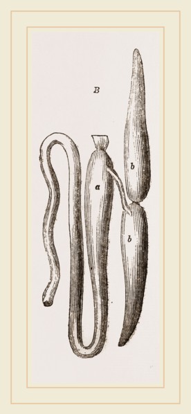 Simming-bladders of Dace and Conger-Eel