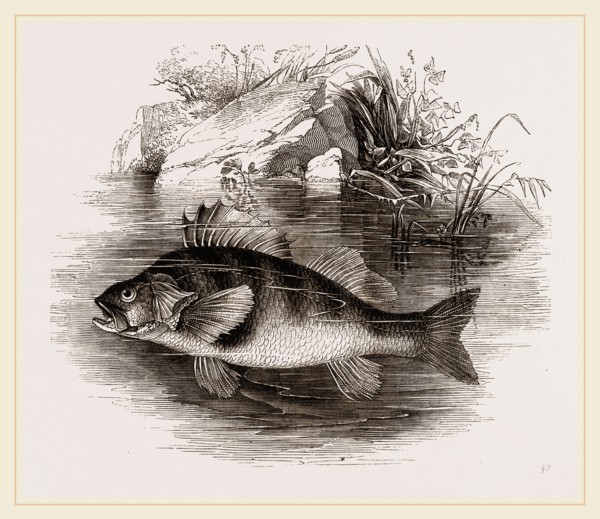 Perch