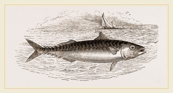 Mackerel