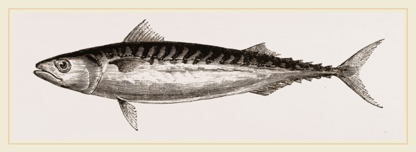 Mackerel