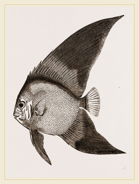 Bat Chaetodon