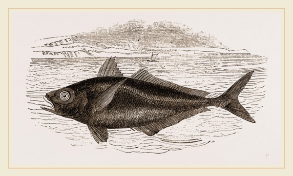 Horse-Mackerel