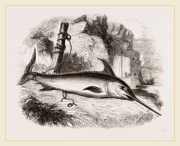 Sword-fish