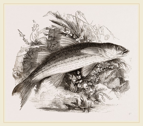 Grey Mullet