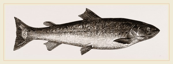 Salmon