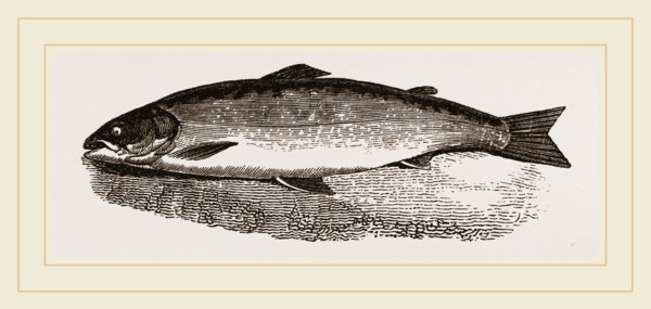 Salmon