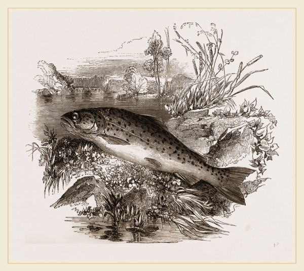 Trout