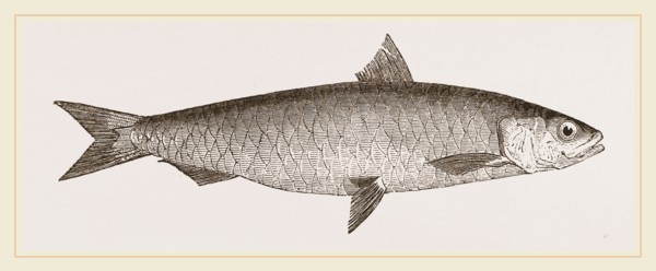 Pilchard