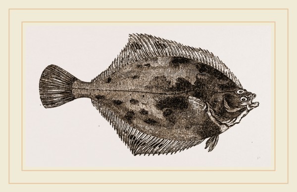 Flounder