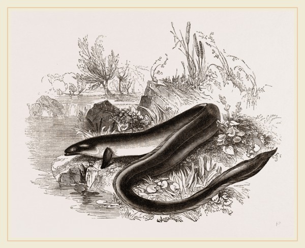 Sharp nosed Eel