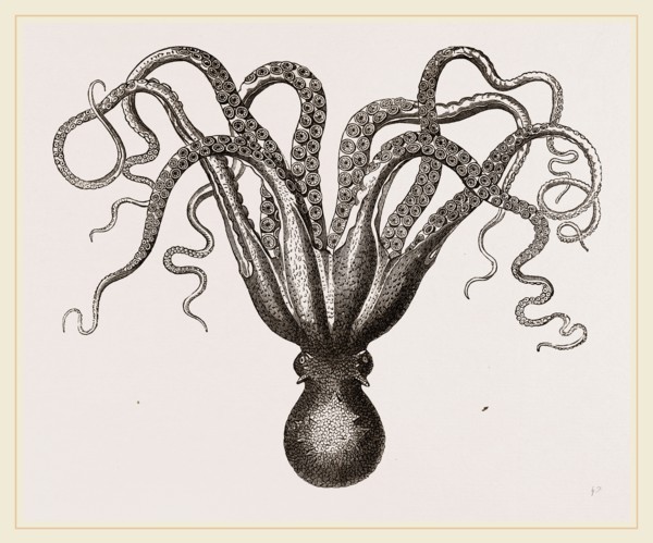Common Cuttle-fish
